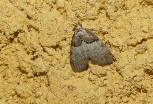 Nola cucullatella